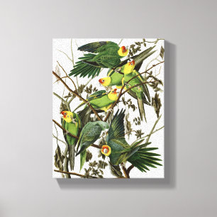 Impressão Em Tela O periquito da Carolina de Audubon