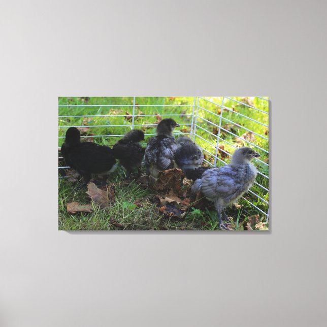 Impressão Em Tela O que está acima - bumbum da galinha (Frente)