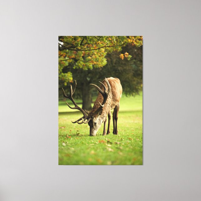 Impressão Em Tela O Stag Grazing (Frente)