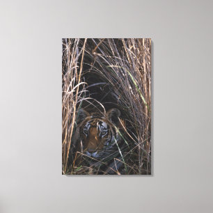 Impressão Em Tela O tigre reclina na grama alta