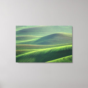 Impressão Em Tela O trigo brota nas colinas do Palouse