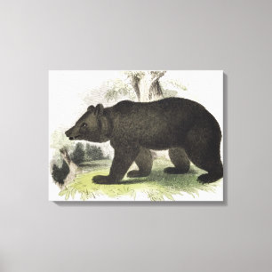Impressão Em Tela O urso de Brown, bar educacional da ilustração.