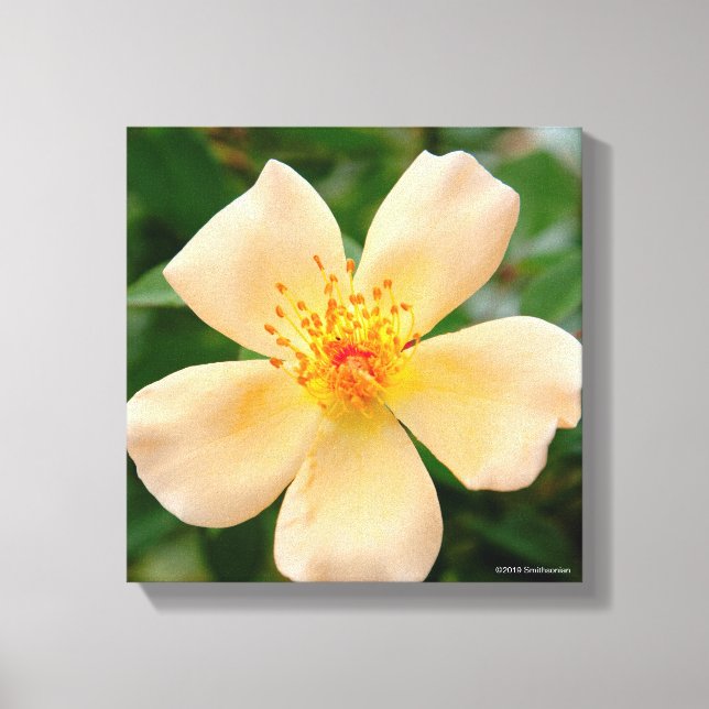 Impressão Em Tela Oakley Fisher Rosa (Frente)