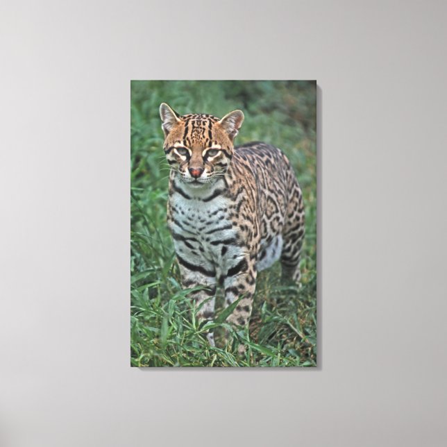 Impressão Em Tela OCELOTE (Leopardus pardalis) AMÉRICA CENTRAL (Frente)