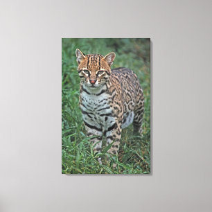 Impressão Em Tela OCELOTE (Leopardus pardalis) AMÉRICA CENTRAL