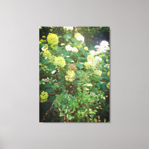 Ofertas de Natures, Impressão de tela estendida