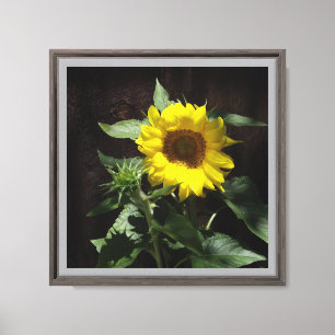 Impressão Em Tela Olá Sunshine Sunflower contra fundo escuro