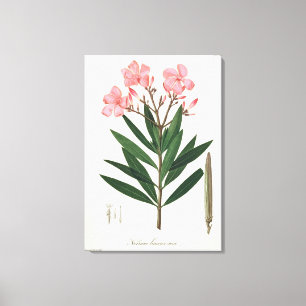 Impressão Em Tela Oleander de "Phytographie Medicale" pelo Ro de