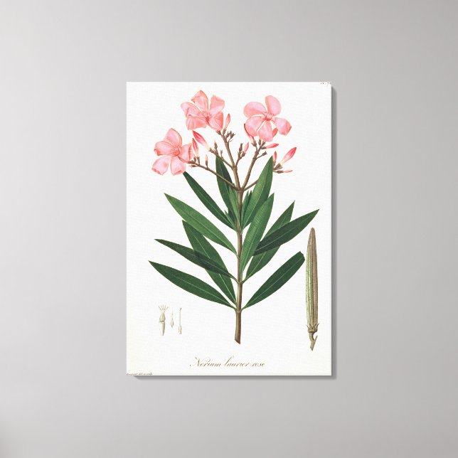 Impressão Em Tela Oleander de 'Phytographie Medicale' por Joseph Ro (Frente)