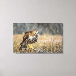 Impressão Em Tela olho de gaviões