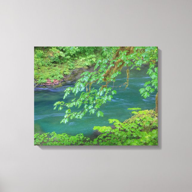 Impressão Em Tela Olimpiadas National Park Estado de Washington (Frente)