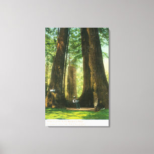 Impressão Em Tela Opinião gêmeos da sequóia vermelha no bosque