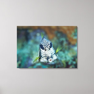 Impressão Em Tela Opinião subaquática o Trunkfish liso (Lactophrys