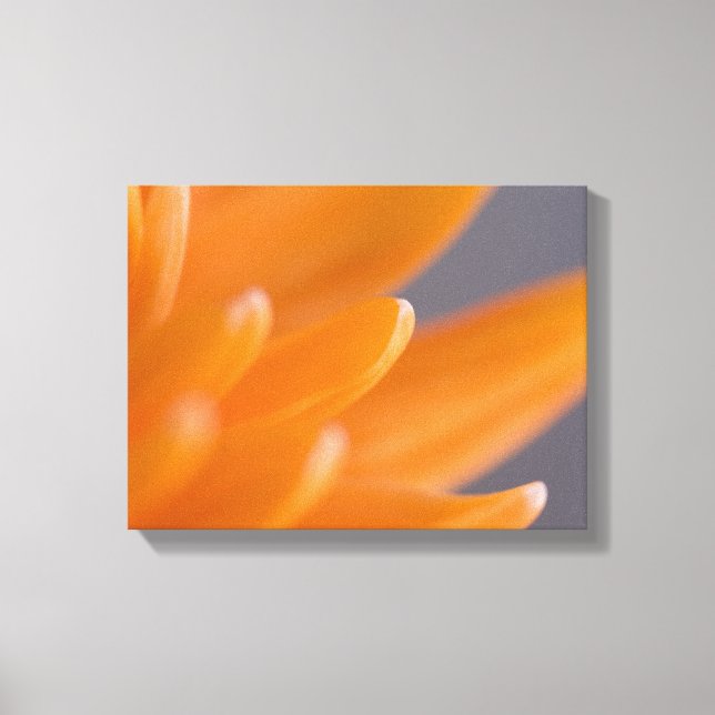 Impressão Em Tela Orange Gerber Daisy Petals (Frente)