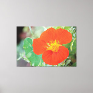Impressão Em Tela Orange Nasturtium Bloom