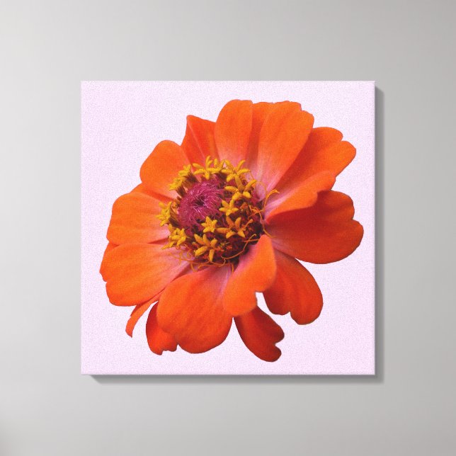 Impressão Em Tela Orange Zinnia Wildflower Nature Floral (Frente)