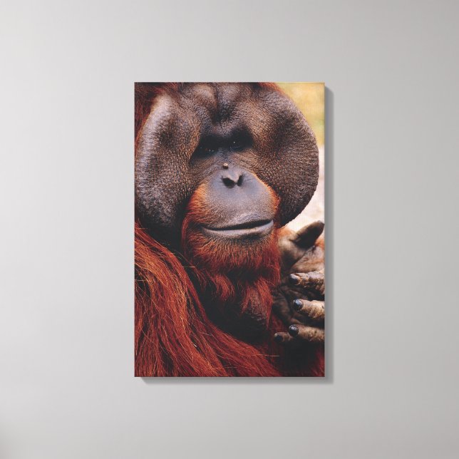 Impressão Em Tela Orangutan (Frente)