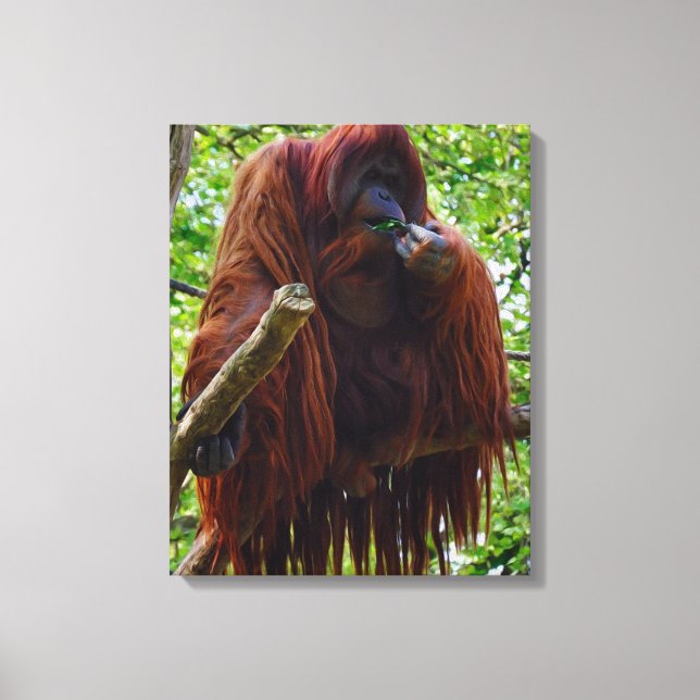 Impressão Em Tela Orangutan - Cheio (Frente)