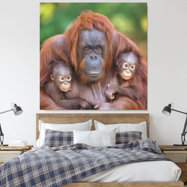 Impressão Em Tela Orangutan Mãe Assistindo Sobre Dois Bebês (Insitu(Quarto))