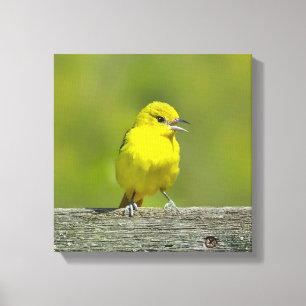 Impressão Em Tela Orchard Oriole - Fotografia original