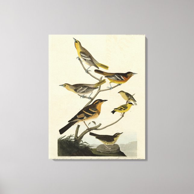 Impressão Em Tela Orioles, arbustos, das Aves da América de Audubon (Frente)