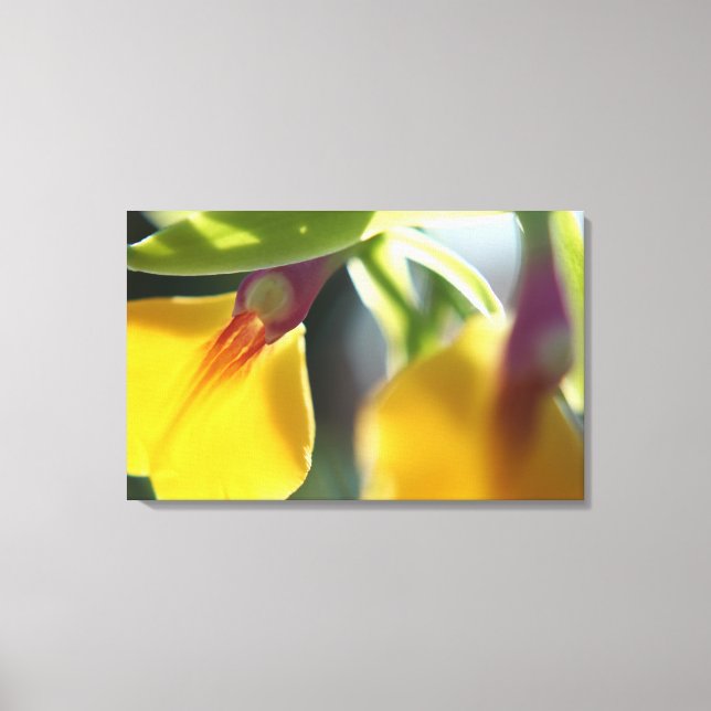 Impressão Em Tela Orquídea amarela (Frente)
