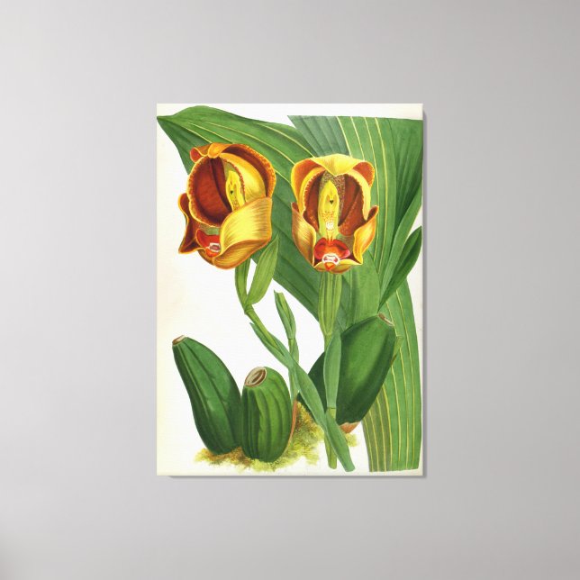 Impressão Em Tela Orquídea Anguloa Ruckerii Sanguine Lindenia (Frente)