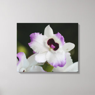Impressão Em Tela Orquídea branca e púrpura