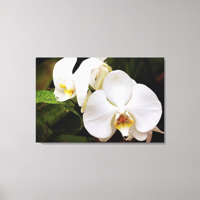 Impressão Em Tela Orquídea Lua Branca (Phalaenopsis Aphrodite) (Frente)