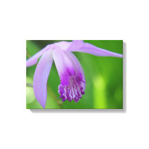 Orquídea para você!