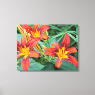 Impressão Em Tela Orquídeas coloridas