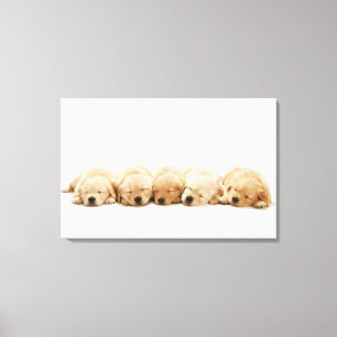 Impressão Em Tela Os filhotes de cachorro do golden retriever