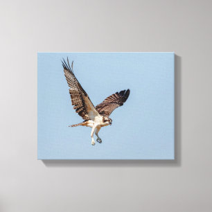Impressão Em Tela Osprey juvenil em vôo