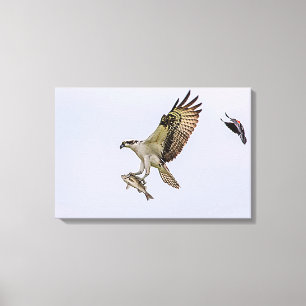 Impressão Em Tela Osprey sendo perseguido por um pássaro vermelho-a