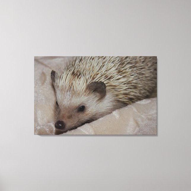 Impressão Em Tela Ouriço de sorriso (Frente)