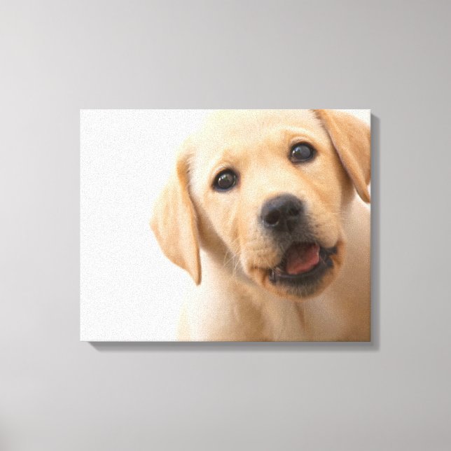 Impressão Em Tela Ouro Labrador Puppy (Frente)