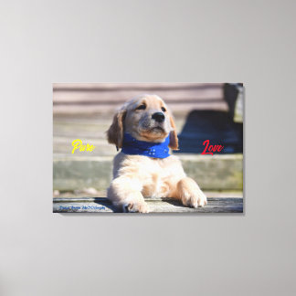 Impressão Em Tela Ouro Puppy com Bandana - Impressão de tela