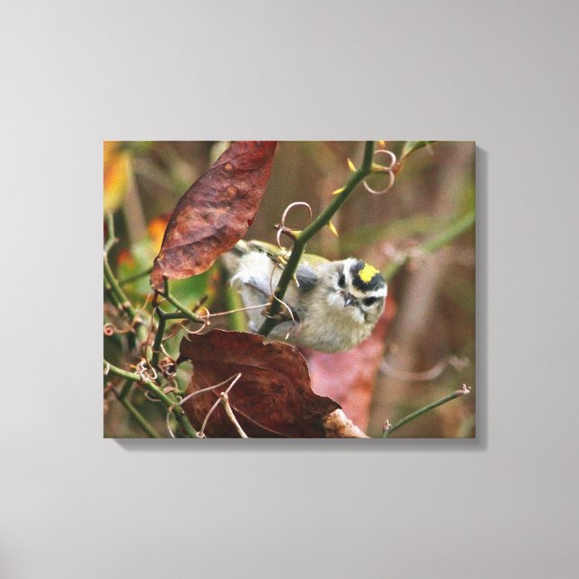 Impressão Em Tela ouro-rei-coroado (Frente)