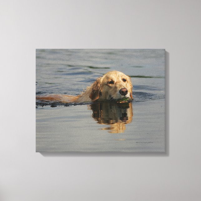 Impressão Em Tela Ouro Retriever Natação (Frente)
