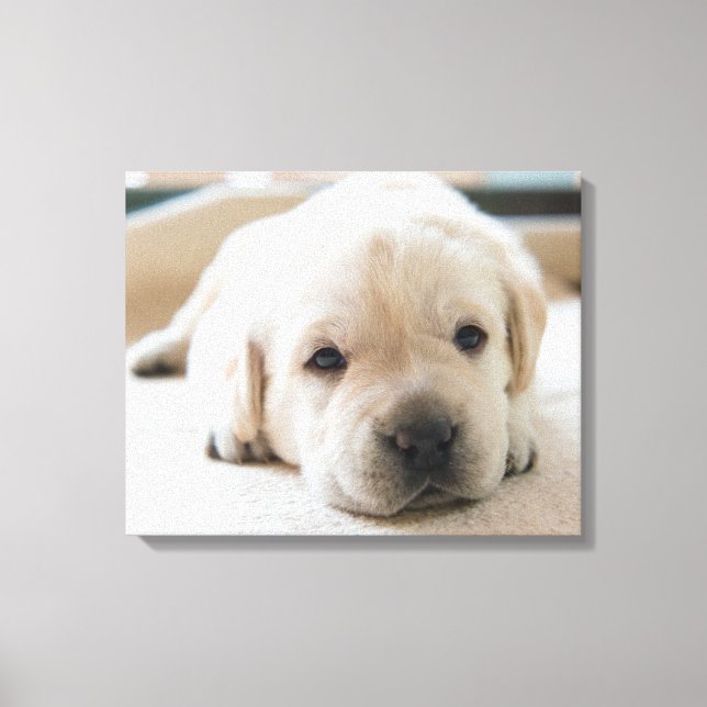 Impressão Em Tela Ouro Sonolento Labrador Puppy (Frente)