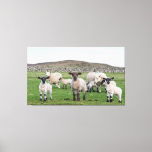 Impressão Em Tela Ovelha Shetland