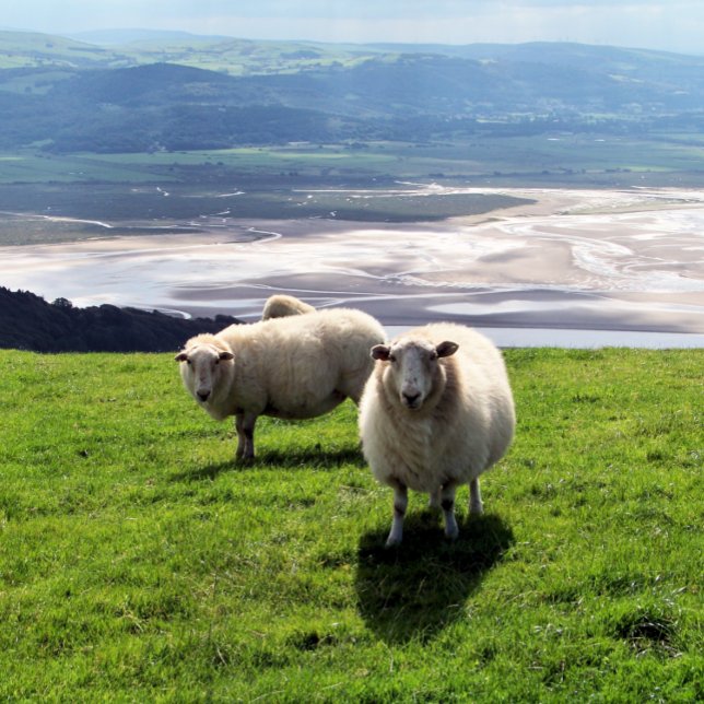 IMPRESSÃO EM TELA OVINO DE MONTANHA (Mountain sheep photography with views over the Dyfi estuary. Wales UK. )