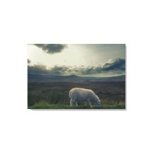 Ovinos