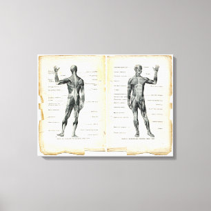 Impressão Em Tela Páginas do livro da anatomia do vintage
