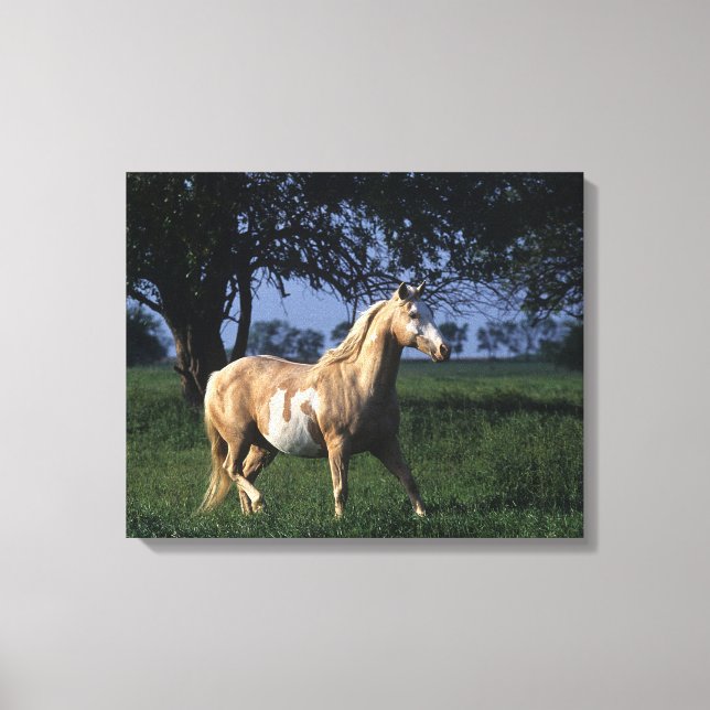 Impressão Em Tela Paint Horse Permanente 2 (Frente)