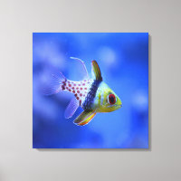 Pajama Cardinalfish - A coleção de recifes