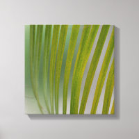 Palm Tree