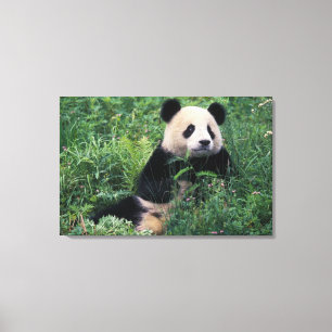 Impressão Em Tela Panda gigante na grama, Vale de Wolong, Sichuan
