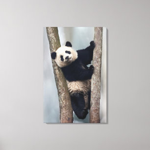 Impressão Em Tela Panda jovem subindo em uma árvore, China