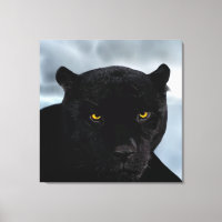 Panthera preto